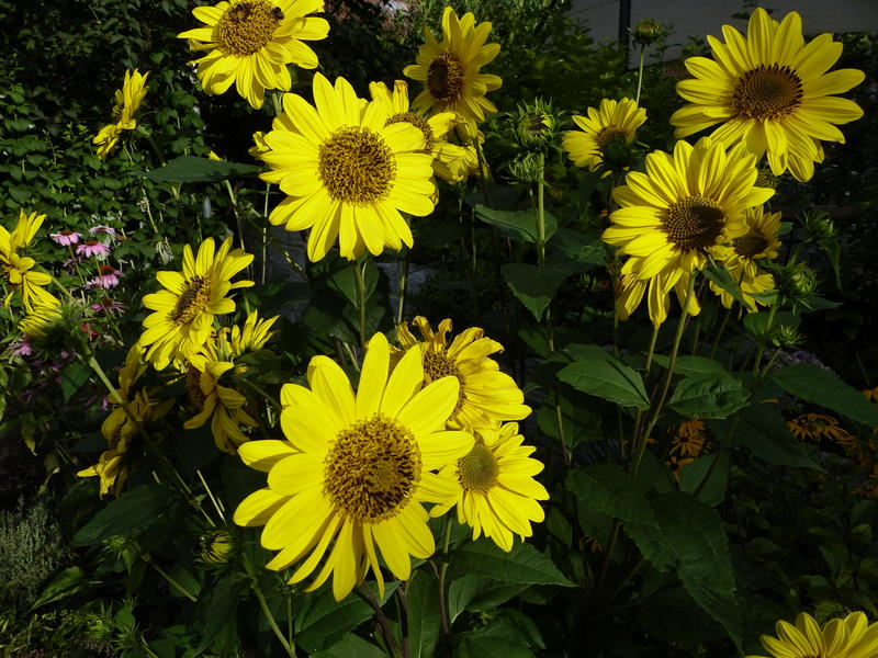 Gelbe Blumen im Sommer