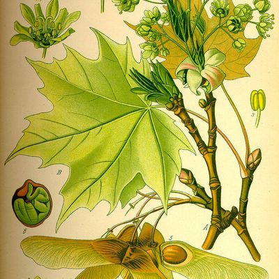 Blätter, Blüte und Früchte des Spitzahorns