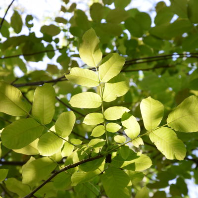 Blätter des Walnussbaums