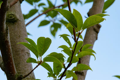 Blätter der Traubenkirsche