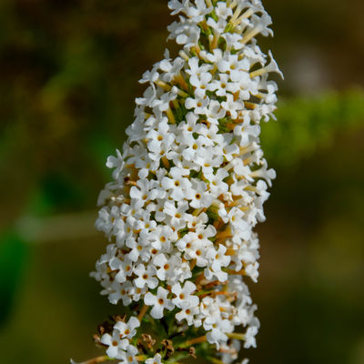 Weiße Blüte des Schmetterlingsflieders