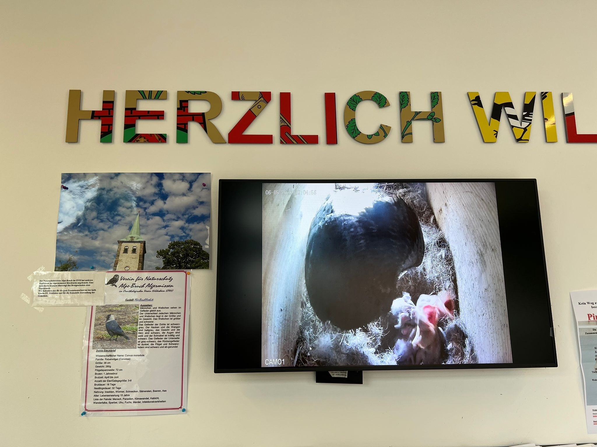 Dohlenbeobachtung im Mehrgenerationenhaus sOfA